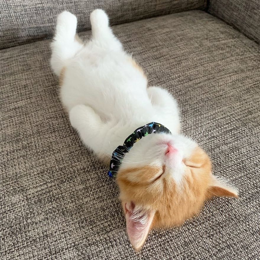 homemnapratica.com - Este gatinho fofo viralizou na Internet por sua adorável maneira de dormir