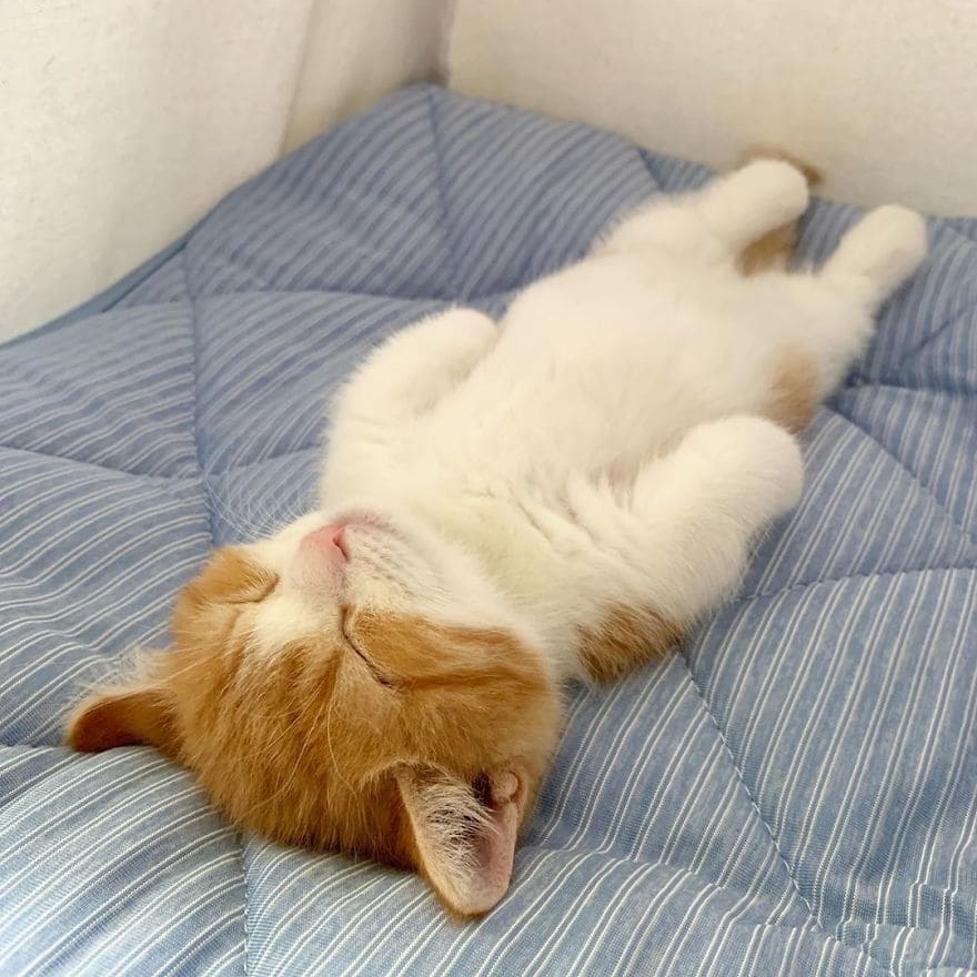 homemnapratica.com - Este gatinho fofo viralizou na Internet por sua adorável maneira de dormir