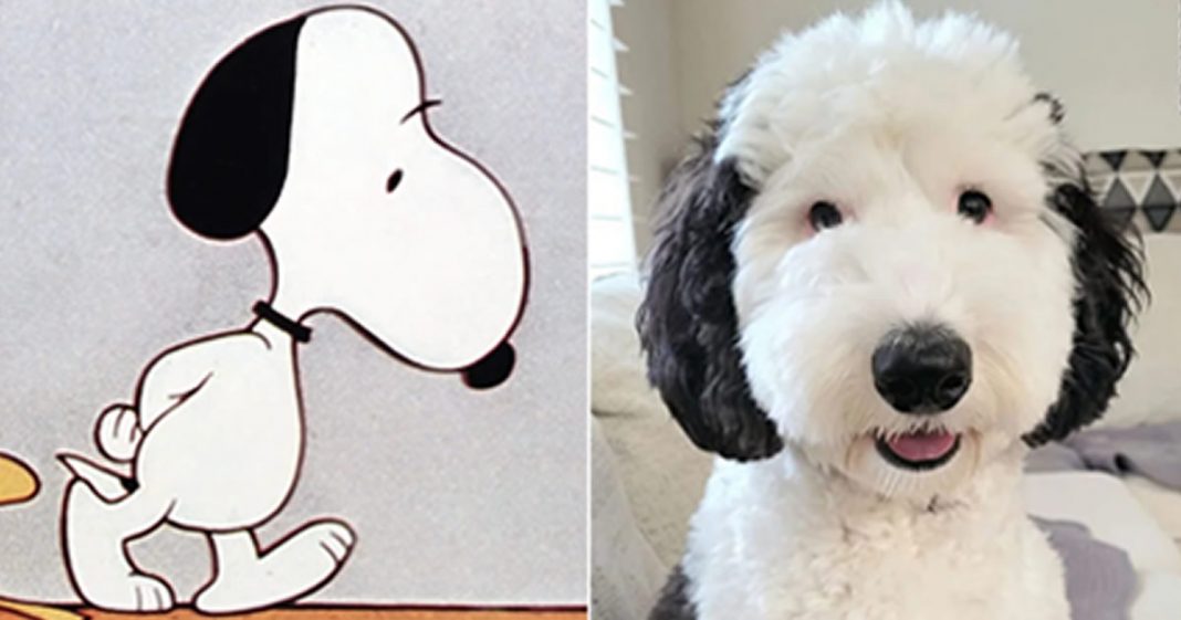 Cachorro viraliza ao ser comparado com o Snoopy; “Ele existe”.