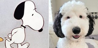 Cachorro viraliza ao ser comparado com o Snoopy; “Ele existe”.